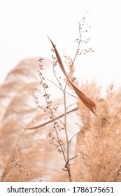 Pampas Grass Outdoor In Light Pastel Colors. Dry Reeds Boho Style. 	