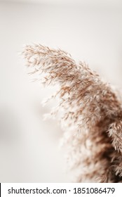 Pampas grass outdoor in light pastel colors. Dry reeds boho style.