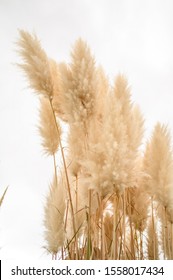 Pampas Grass, Plant  Wedding Decor