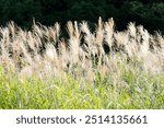 Pampas grass shining in the setting sun