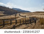 Pampas grass in Soni Highlands, Nara in autumn