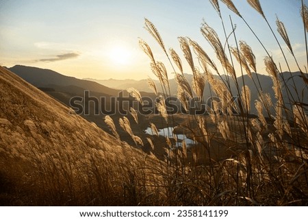 Pampas grass in Soni Highlands, Nara in autumn