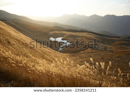 Pampas grass in Soni Highlands, Nara in autumn