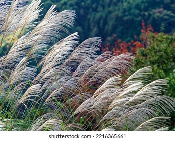 Pampas Grass Swaying In The Wind