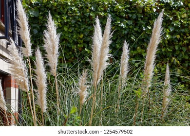 Pampas Grasses Blowing In The Wind Near Haymarket In Edinburgh.