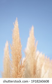 Pampass Grass Against Blue Sky