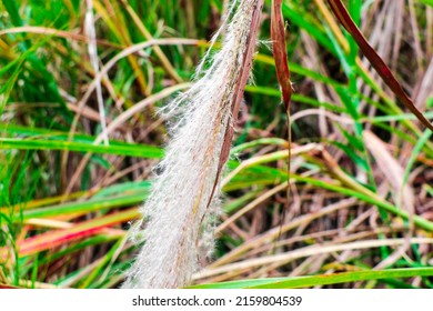 Pampass Grass In The Forest