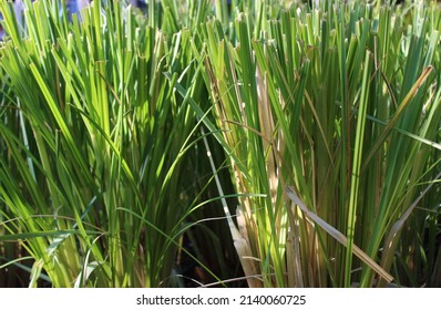 Pampass Grass In The Garden