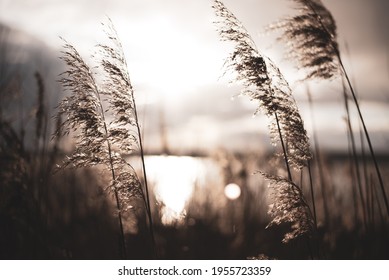 Pampass Grass On A Water Background