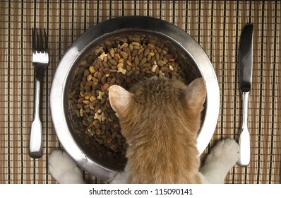 Pampered Cat A Very Lucky And Pampered Cat Is Eating From Her Bowl. Dry Cat Food In A Metal Cat Bowl And Silverware On A Place Mat.