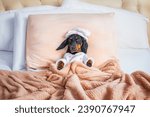 Pampered dachshund dog in pajamas, nightcap lies in king size bed in luxury hotel with orthopedic mattress Sick child resting in parent bed, recovering in cozy bedroom pet lolls voluptuously on pillow