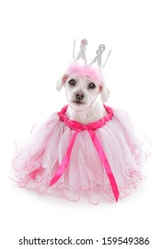 Pampered princess pooch wearing a pale pink tulle dress and bejewelled crown.  Party, halloween, etc.  White background.