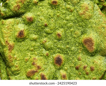 pan fried green spinach tortilla texture - Powered by Shutterstock