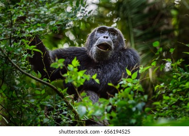 322 Chimps tanzania Images, Stock Photos & Vectors | Shutterstock