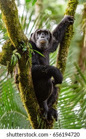 322 Chimps tanzania Images, Stock Photos & Vectors | Shutterstock