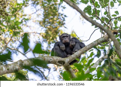 Pan Troglodytes Chimps, Robust Chimps
