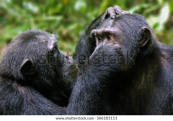 Pan troglodytes - Commun\
eastern chimpanzees, grooming each other in Kibale National Park,\
Uganda.