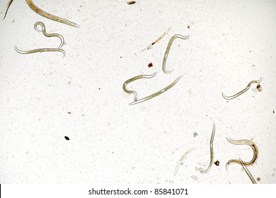 Panagrolaimidae Parasitic Nematodes.