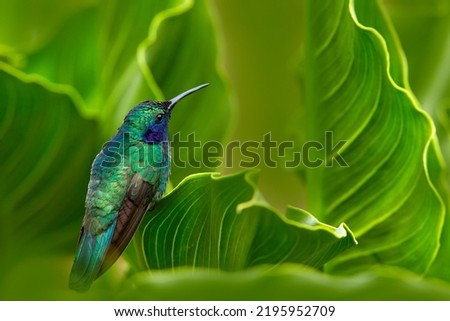 Panama bird wildlife. Green Violet-ear, Colibri thalassinus, hummingbird with green leaves in natural habitat, Panama. Green blue bird in the vegetation.