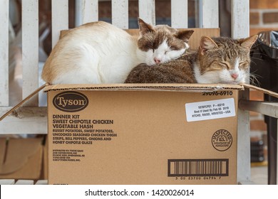 Panama City, Florida, USA. 03/14/2019  Tyson Dinner Kit Sweet Chipotle Chicken Vegetable Hash Cardboard Box With Two Sleeping Cats