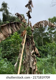 Panama Disease Or Fusarium Wilt On Banana Trees