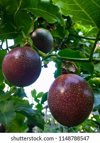 Panama Passionfruit Growing On The Vine