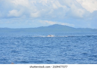 Panama Whales Culture Coiba Island