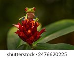 Panama wildlife. Red-eyed Tree Frog, Agalychnis callidryas, Panama. Beautiful frog from tropical forest. Jungle animal on the red flower bloom. Green leave, frog with red eye.