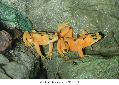 Panamanian Golden Frog