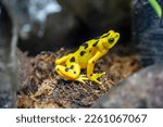 The Panamanian golden frog (Atelopus zeteki) is a species of toad endemic to Panama.
inhabit the streams along the mountainous slopes of the Cordilleran cloud forests of west-central Panama.