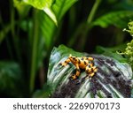 Panamanian golden frog on tropical leaf