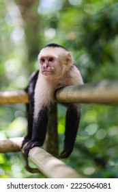 Panamanian White Faced Capuchin Monkey Relaxing.