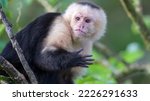 Panamanian white-faced capuchin (Cebus imitator)