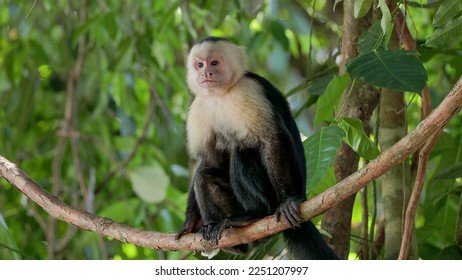a panamanian white-faced capuchin monkey sits on a vine and looks around at manuel antonio national park in costa rica