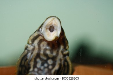 1 Pleco teeth Images, Stock Photos & Vectors | Shutterstock