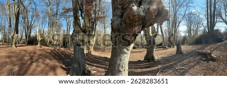 Panaramic view of bare trees in Epping Forest, Essex. 2025
