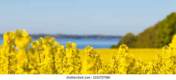 Panaroama Of Close Up Of Canola Plants In Southern Sweden With The Ocean 