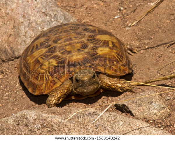 The\
Pancake or Flat Tortoise is endemic to the granite outcrop areas of\
East Africa. Their numbers are being greatly reduced in many areas\
by illegal collection for the world-wide pet\
trade