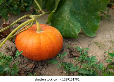 Pancake Pumpkin On The Vine For Pumpkin Picking