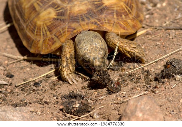The Pancake\
Tortoise is endemic to central East Africa and threatened by\
illegal collection for the pet trade. This one is eating genet\
droppings, a behaviour known a\
coprophagy.
