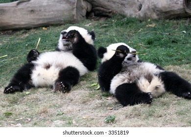 panda