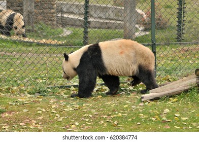 panda