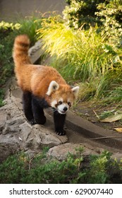 panda