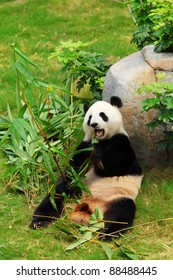 panda