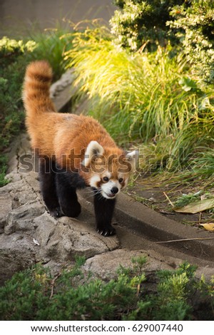 panda