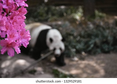 Panda At Atlanta Zoo