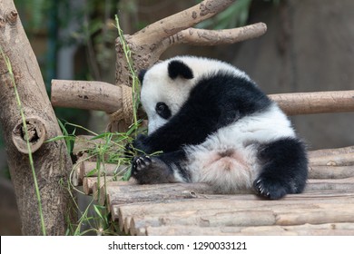 Panda Baby Bear Eating Bamboo Kuala Stock Photo 1290033121 | Shutterstock