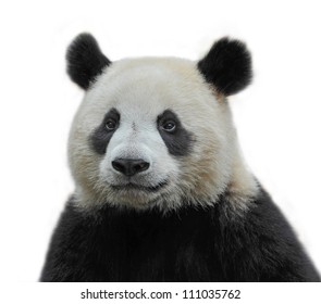 Panda Bear