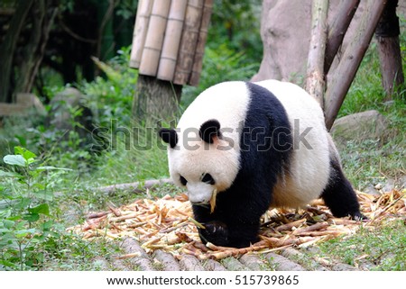 Panda Bear