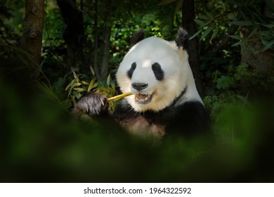 Panda bear behaviour in the nature habitat. Portrait of Giant Panda, Ailuropoda melanoleuca, feeding on bamboo tree in green vegetation. Detail portrait of cute animal between the trees. 